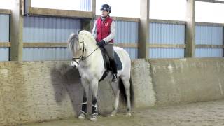 Alix Fjord Horse Gelding For Sale