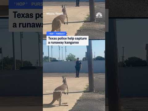 Texas police help capture a runaway kangaroo