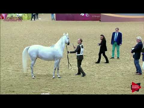 268 BSHAIER AL NASSER - 21st Qatar National 2018