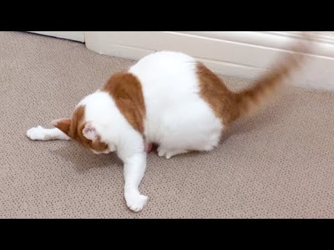 Cat Zoomies