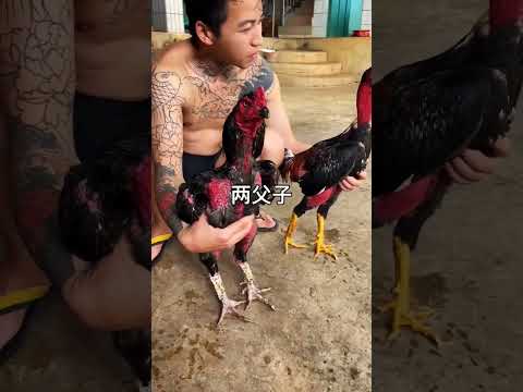 Pakistani vs thai aseel fight #aseellovers #aseelmurga #shorts