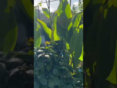 Loncoche araucania Chile