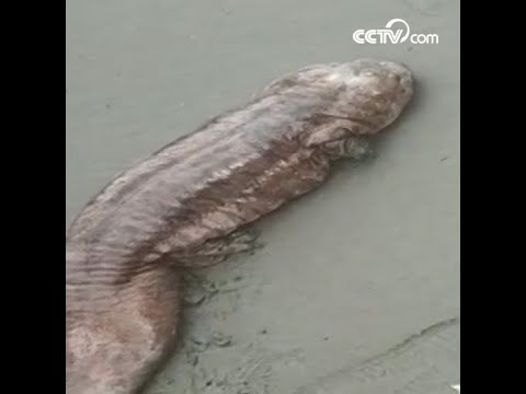 Endangered wild Chinese giant salamanders seen in SW China| CCTV English