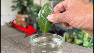ZZ Plants:  Propagate HUNDREDS from Just LEAVES - Zamioculcas Zamiifolia