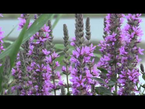 Zbigniew Herbert -  Potęga smaku