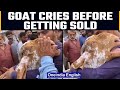 Crying Goat Goes Viral After Owner Sells It Off Watch Oneindia News Viralvideo
