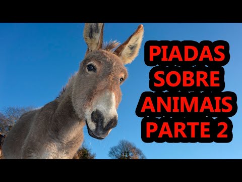 JOKES ABOUT ANIMALS PART 2 - COMEDIAN THIAGO DIAS