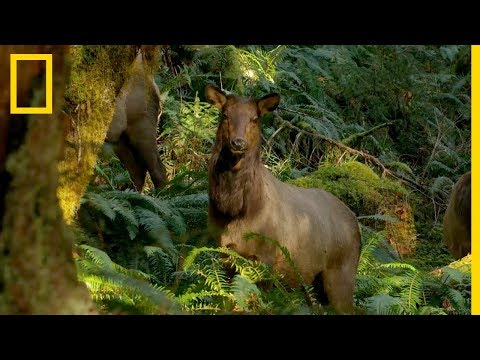 Images rares d'un groupe de wapitis de Roosevelt