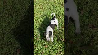 Bluetick Beagle Puppies Videos