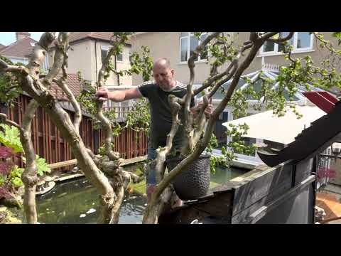 Hazel corkscrew pruning