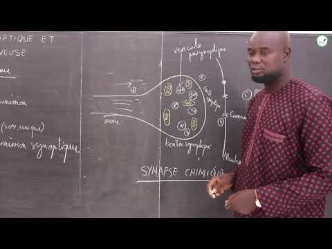 Course - Terminale S - SVT: Synaptic transmission and nervous integration / Suite 1 / M. Gnasse