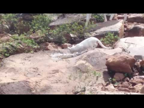White cat in tirumala steps way park