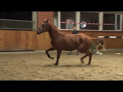 30. Mecklenburger Körtage 2020 - Kat.Nr. 82 Junghengst v. Lord Pezi Junior - Canstakko