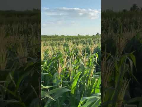 Maize Land 🌿🌿 #cover #agriculture #agri #guitar #music #travel
