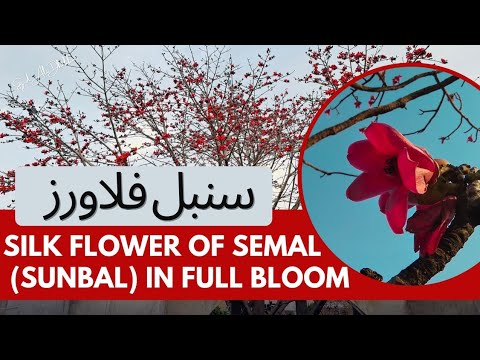 Silk Flowers In Full Bloom / Sumbal k Flowers #nature #spring #viralvideo #dailyvlog #flowers #fyp