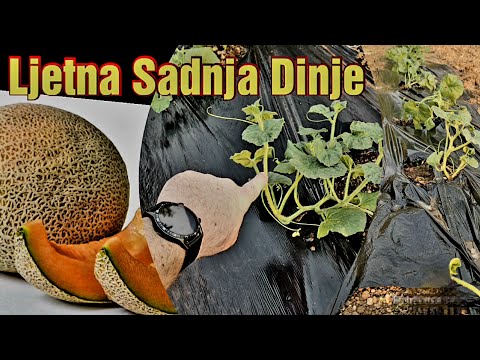 Summer melon planting: tricks of experienced gardeners that you must know