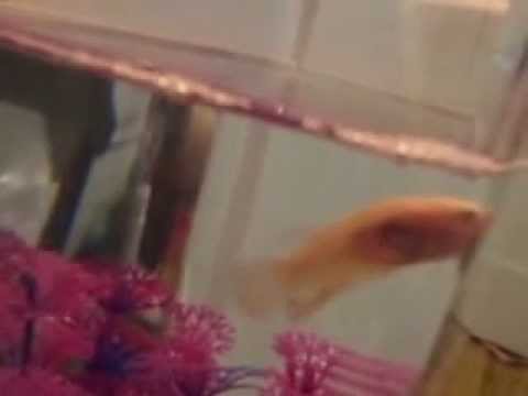 Ringling Baby the Betta Fish in Pink Tank