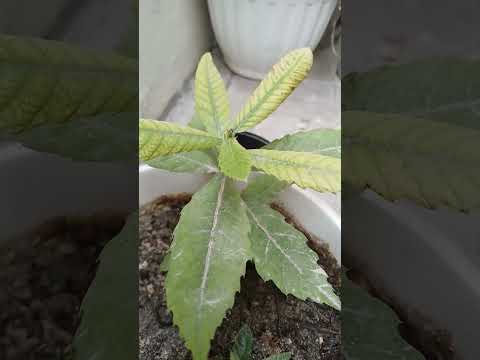 #beach #funny #doha #music