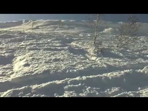 Black Bear B12 in Hokkaido!.m4v