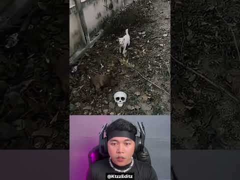 Semua Orang Mengira Ini Bantal Kucing Ternyata Kucing Beneran 😱 #shorts