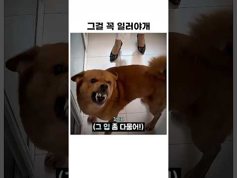 그걸 꼭 일러야개 #동물 #강아지
