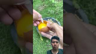 Download lagu racikan umpan ikan nilem #ikan #mancing #umpanjitu mp3