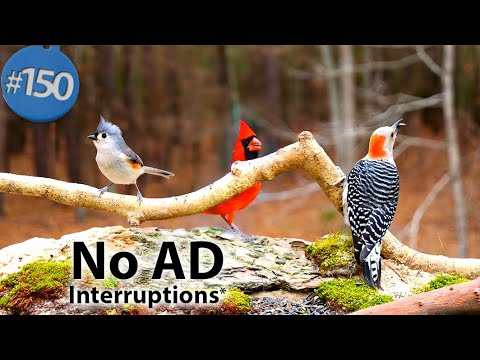 TV for Cats 😻8 Hours of Birds 🐦 and Squirrels 🐿Feeder Uninterrupted CatTV @LensMyth