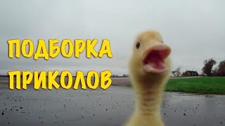 Смешные видео моменты Приколы Фейлы / Лучшая подборка приколов #16