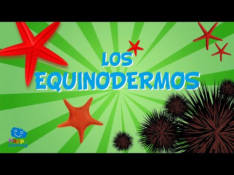 LOS EQUINODERMOS. Animales invertebrados | Vídeos educativos para niños