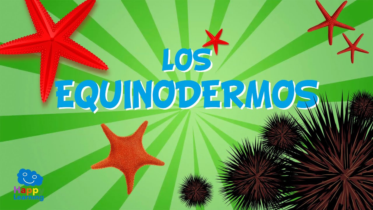 LOS EQUINODERMOS. Animales invertebrados | Vídeos educativos para niños