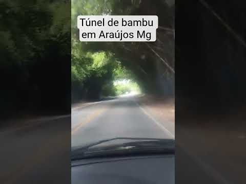 túnel de bambú em Araújos Mg