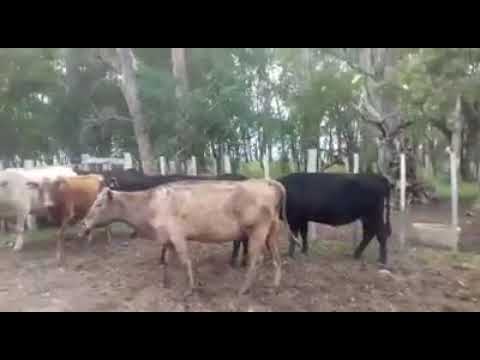 Lote 6 Vacas de Invernada, Artigas
