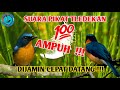 Suara Pikat Tledekan Ampun Yang Jauh Akan Merapat