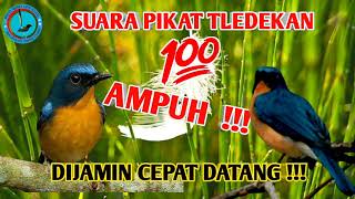 Download lagu Suara pikat tledekan ampun yang jauh akan merapat!!! mp3