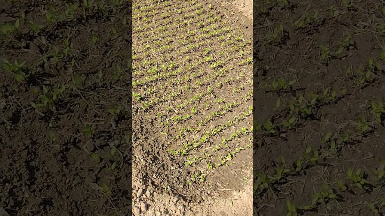 vnr 305 chilly complete germination