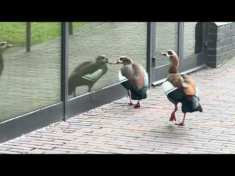 Egyptian goose! They’re confused with glass reflections.