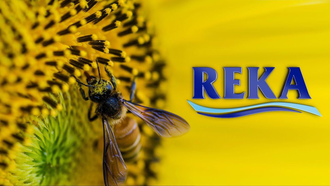 AYÇİÇEK YAĞI  NASIL YAPILIR?  - REKA OİL TANITIM FİLMİ - YAĞ FABRİKASI    - MURATLI TANITIM FİLMİ