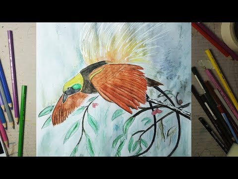 460 Gambar Burung Cendrawasih Untuk Mewarnai Gratis Terbaik