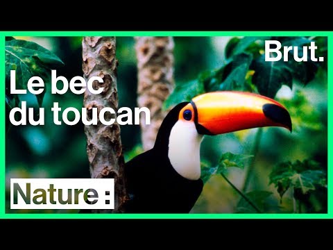 Le toucan et son immense bec