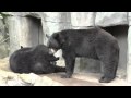 New Black Bears At The Oregon Zoo