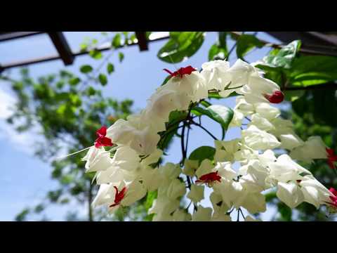 Flower in Borneo (Bleeding Heart Vine - Part 1)