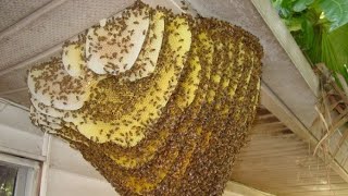 Bee Hive Extraction - No gloves