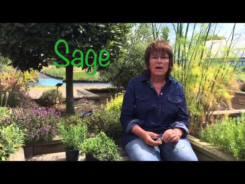Jekka's top tip for sage
