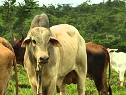 travessia do araguaia 2