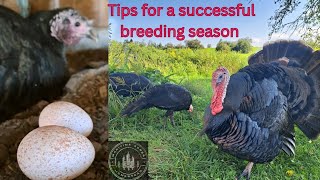 How to successfully breed Heritage Turkeys #homestead #turkey #breedin