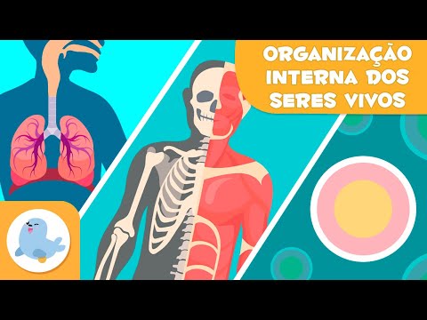 Organização interna dos seres vivos 🦠🦴🧍🏻‍♂️ Células, tecidos, órgãos, sistemas e organismos 🔬