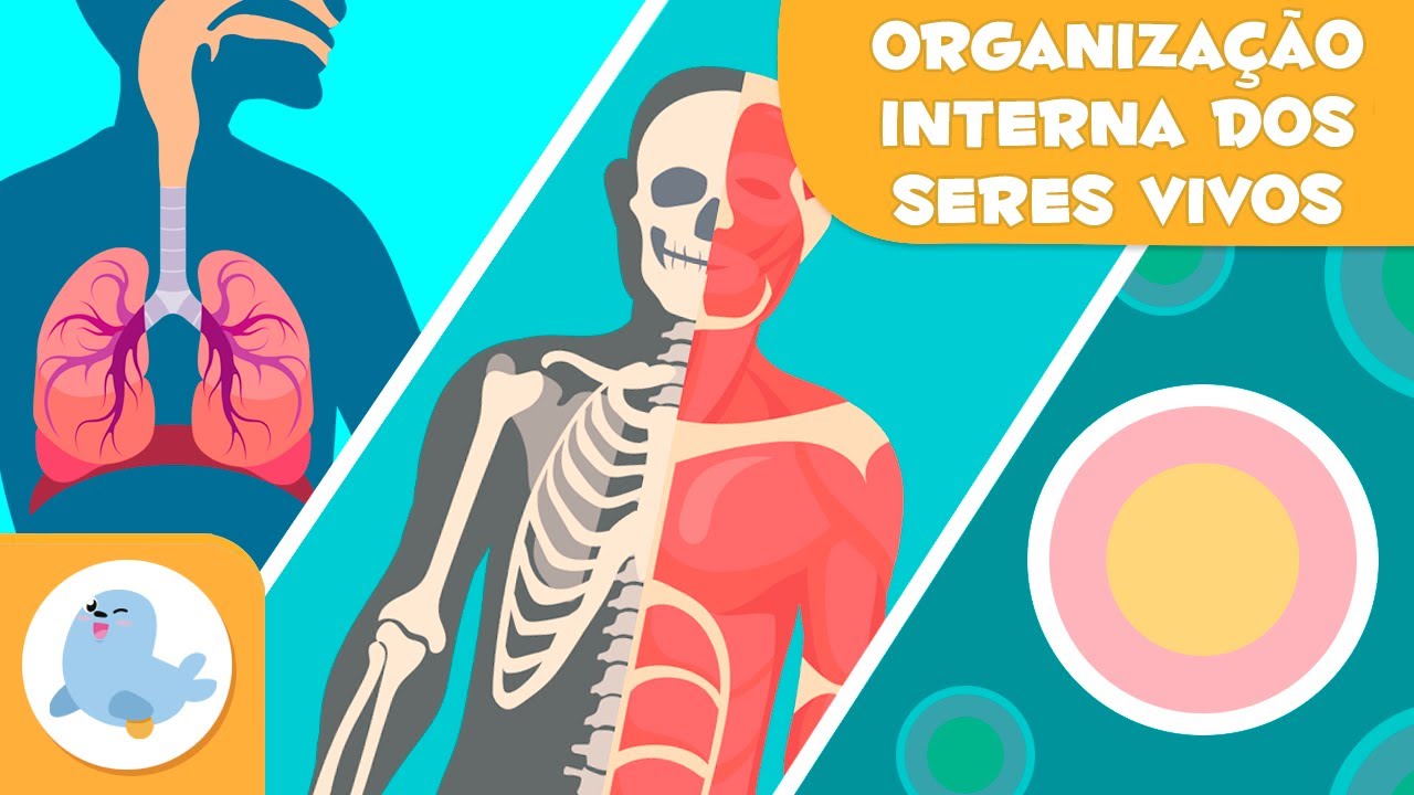 Organização interna dos seres vivos 🦠🦴🧍🏻‍♂️ Células, tecidos, órgãos, sistemas e organismos 🔬