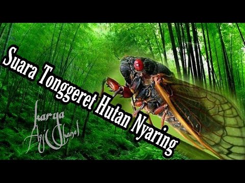 Suara Tonggeret Hutan Nyaring | The sound of forest cicadas is loud