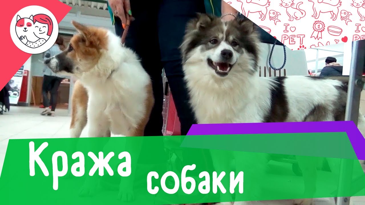 Как предотвратить кражу вашей собаки: 5 советов
