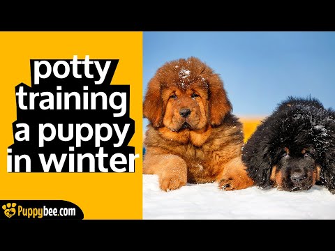 How to Potty Train your Puppy in Winter (7 tips)